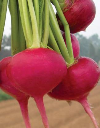 ActrovaX Turnip - Turnlip Veg [1gm Seeds] Seed