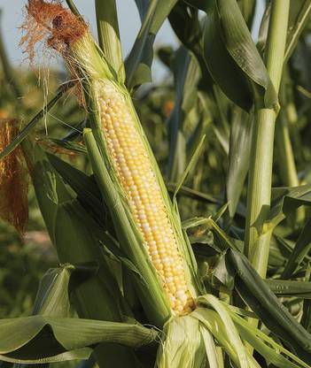 CYBEXIS XL-12 - Sweetness Sweet Corn - (2250 Seeds) Seed