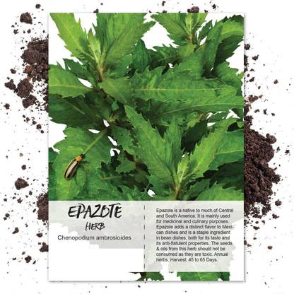 WILLVINE Epazote Seed