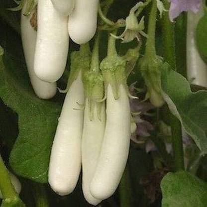 CRGO ™ LXI-1093-Seeds Brinjal White Long F1 Hybrid Seed