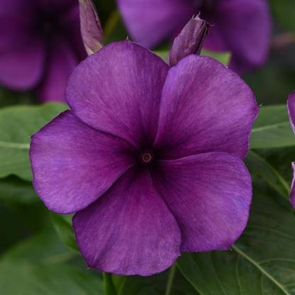 Platis Vinca Tattoo Blueberry Flower Seed
