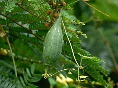 CYBEXIS Dishcloth Gourd, Vegetable Sponge Gourd-100 Seeds Seed