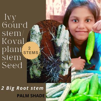 PALM SHADE Ivy Gourd stem with roots, Kovakkai/ Koval plant stem with roots, Coccinia Grandis Seed
