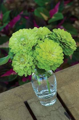 VibeX LX-13 - Imported Envy Zinnia - (90 Seeds) Seed