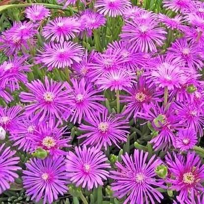 CYBEXIS Ice Plant Table Mountain (Delosperma Cooperi) Seed