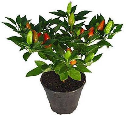 KNESSiN Green Bird Eye Chilli Seeds Seed
