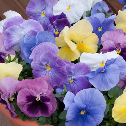 Mozette Exotic viola Seed