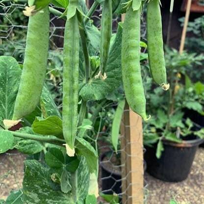 Lorvox Pea Half Pint (First Early) Seed