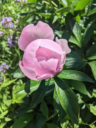 XOLDAA balsam frower Seed