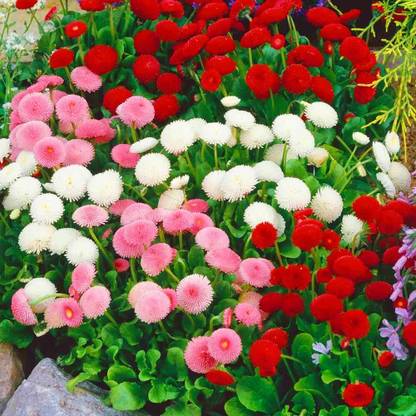 Aywal Daisy Flower Seed