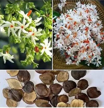 ibains Hybrid shiuli flower seeds, harsinger seeds,night qeen flower seeds Seed