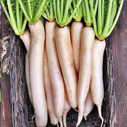 VINTI Daikon (Tillage) Radish - Seed Seed