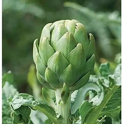 Chalisa Agencies Artichoke Seed
