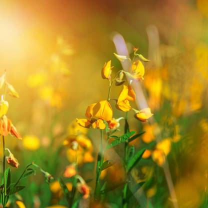 deodar Sunn Plant, Crotalaria Juncea Seed