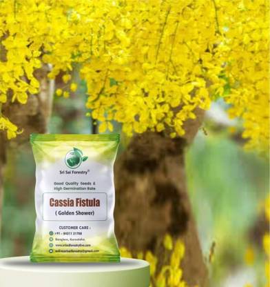 SRI SAI FORESTRY Cassia Fistula Golden Shower Flower Tree Seed