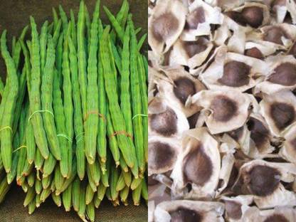 Aywal Moringa Seeds / Long Size Drumstick Seed