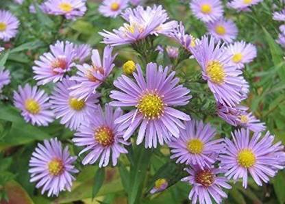 CYBEXIS HEART LEAVED ASTER Cordifolius Blue Wood Aster Flower Seeds Seed