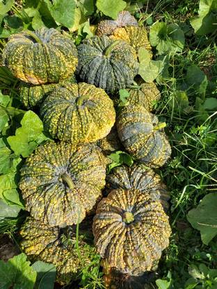 ErTh Thai Pumpkin Seed