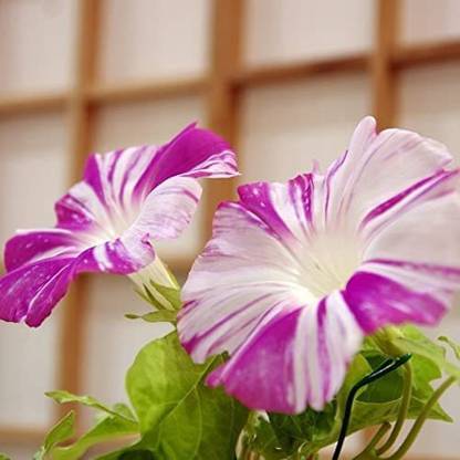 VibeX LX-98 - Morning Glory Harlequin - Flower Mix - (100 Seeds) Seed