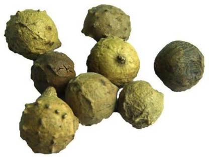 SAFRONI Majuphal - May Phal - Mazu Fruit- Oak Tree Fruit - Nutgall Seed