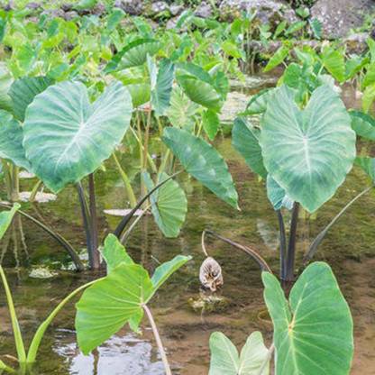 SREE Taro Root Seed, Outdoor Gardening Vegetable, Pure Original, Kochu Seed