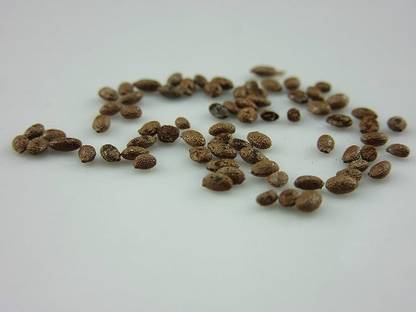 Pbevergreen planting kiwi seeds/kiwi seed 8 Seed