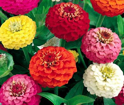 Lorvox Zinnia - Profusion Series - Double Mix Seed