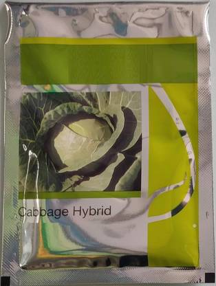 WILLVINE HUA -V Hybrid Kopan hagen Cabbage Seeds [1g] Seed