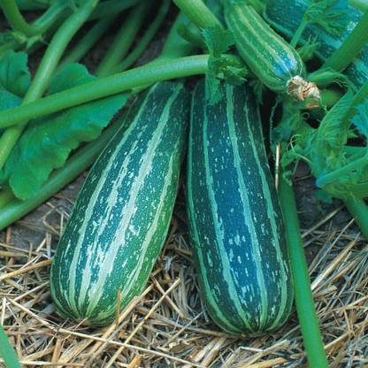 CYBEXIS Seeds of Marrow Zucchini Long Green Trailing100 Seeds Seed