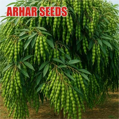 Wheat 250g arhar seeds highest yield variety type of Desi test Seed