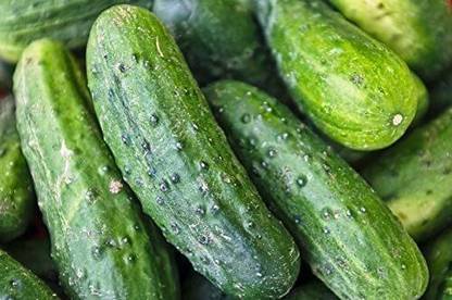 Avysa Cucumber Seeds | Non-GMO | Fresh Garden Seeds-CuC_1139 Seed