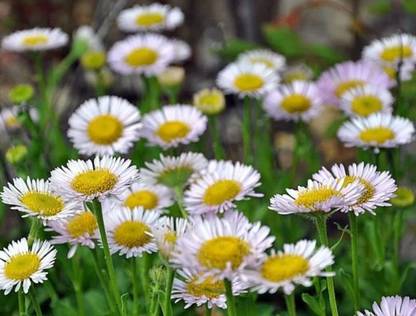 CYBEXIS LXI-5 - Seaside daisy (Erigeron glaucus Albus) - (60 Seeds) Seed