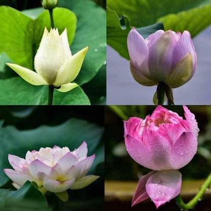 Aywal Lotus Seed