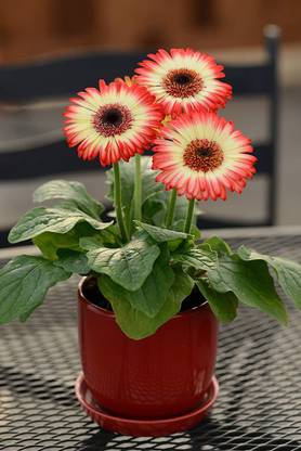 CYBEXIS Gerbera jamesonii, Red and white Color Gerbera Daisy Seed