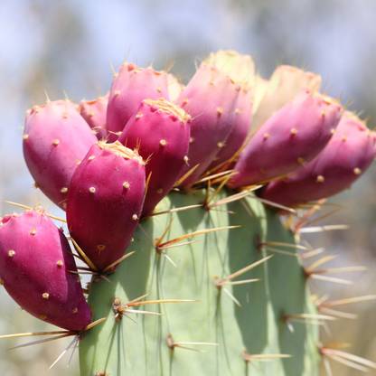 DeodarSeeds Prickly Pear Cactus Seeds, Opuntia spp. Seed