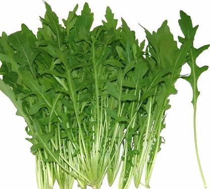 CYBEXIS High Yield Arugula Seeds High-Yield-350 Seeds Seed
