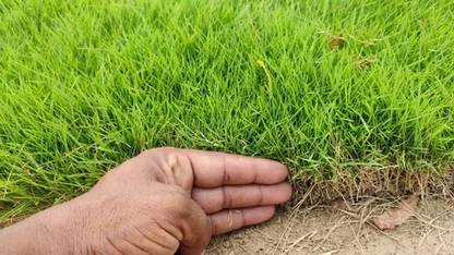 DEYS AGRO ™ durva|durba grass seeds for home gaeden Seed