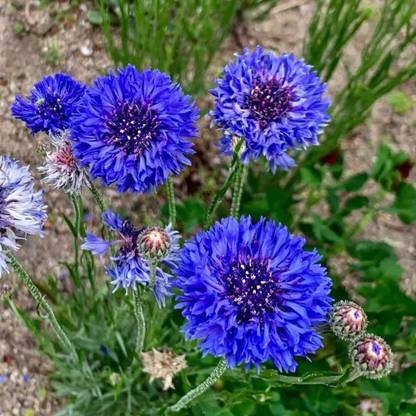 Aywal CORNFLOWER MIXED FLOWER Seed