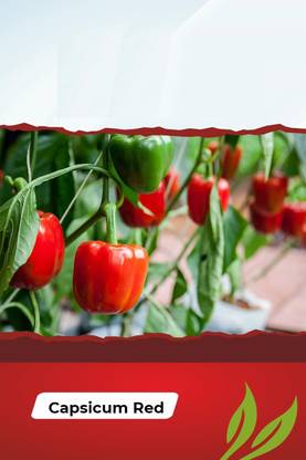 CYBEXIS NBIR-8 - Hybrid Red Capsicum - (1350 Seeds) Seed