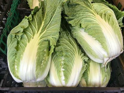 Mozette Organic Chines cabbage Seed