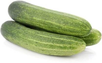 Aywal English Cucumber F37 Seed