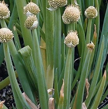 KNESSiN Vegetable Welsh Onion White Allium fistulosum-{1200 Seeds} Seed