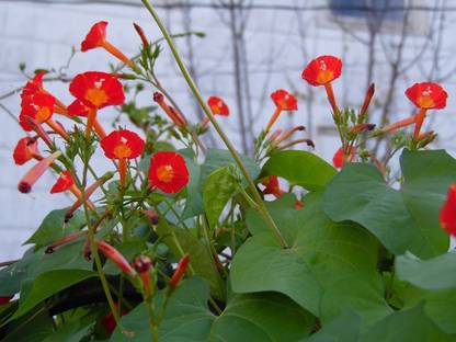VibeX PAU-11 - VERY RARE ORANGE NOAH MORNING GLORY VINE - (100 Seeds) Seed