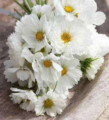 CYBEXIS White Cosmos Flower Seeds Seed