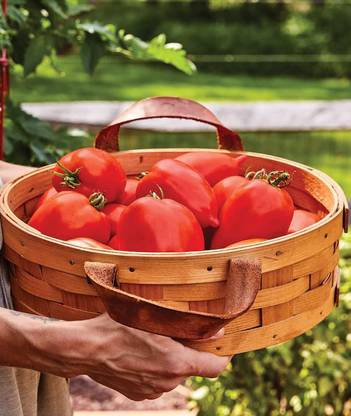 Qualtivate XXX-3A Big Mama Large Red Paste Tomato Seed