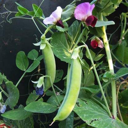 VibeX ® VXI-490 Dwarf Grey Sugar Pea Pod Seeds Seed