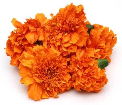 Mozette Exotic marigold orange Seed