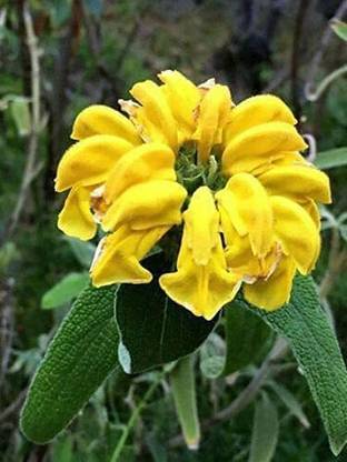 VibeX HUA-14 - Jerusalem Sage - (150 Seeds) Seed
