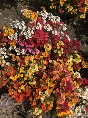 Aywal Nemesia Seeds Cape Jewels Nemesia Seed