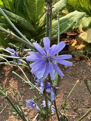 VibeX ® VLR-608 Red-Veined Chicory Seeds Seed